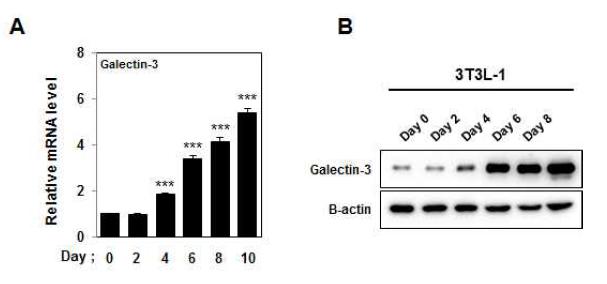 지방세포 분화 과정에서 Galectin-3의 발현 증가 확인
