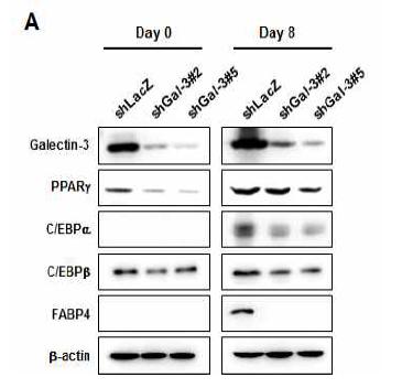 Galectin-3 knockdown에 의한 지방세포 분화 관련 유전자들의 발현 확인