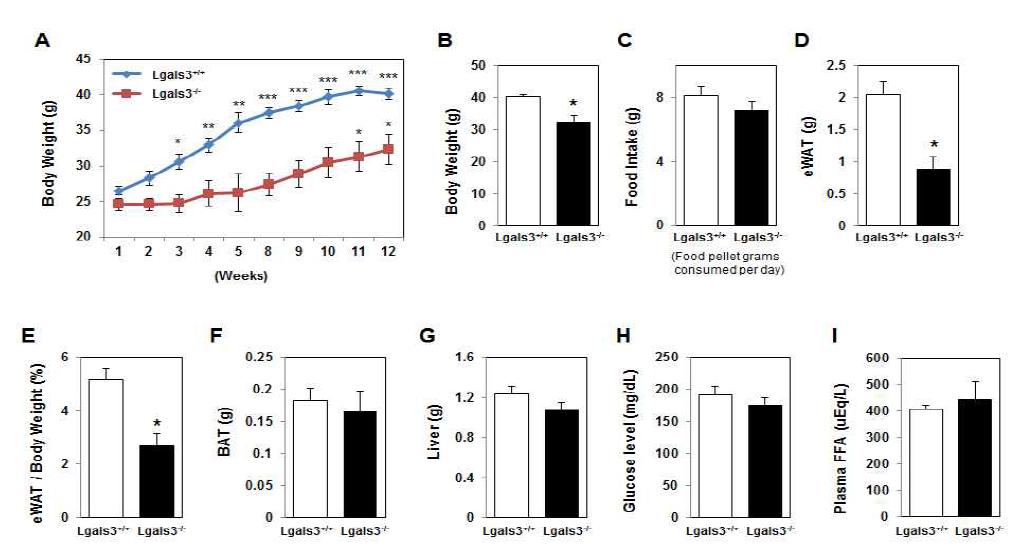 High fat diet 실시한 WT과 Galectin-3 KO mice의 phenotype 분석