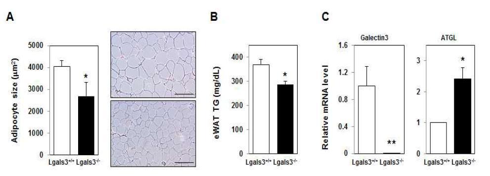 High fat diet 실시한 Galectin-3 KO mice의 지방세포 크기, 중성지방량 및 유전자 발현 분석