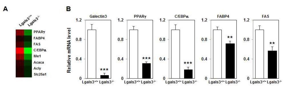High fat diet 실시한 Galectin-3 KO mice의 간 조직 내 유전자 발현 분석