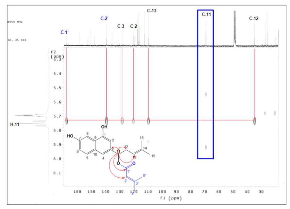 HMBC spectrum of compound 1 from ethanol extracts of Lithspermi radix.