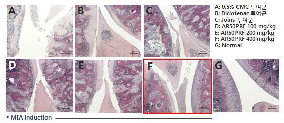Histopathological lesions of knee cartilages separated from MIA-induced OA rats