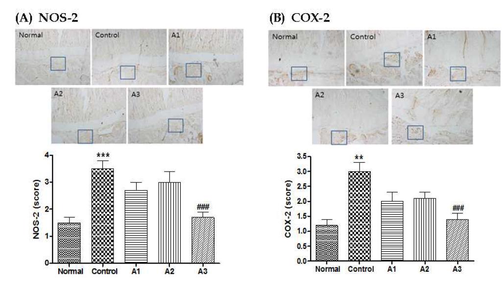 The expression of (A) NOS-2 and (B) COX-2 in the articμlar cartilage from MIA-induced OA rat.