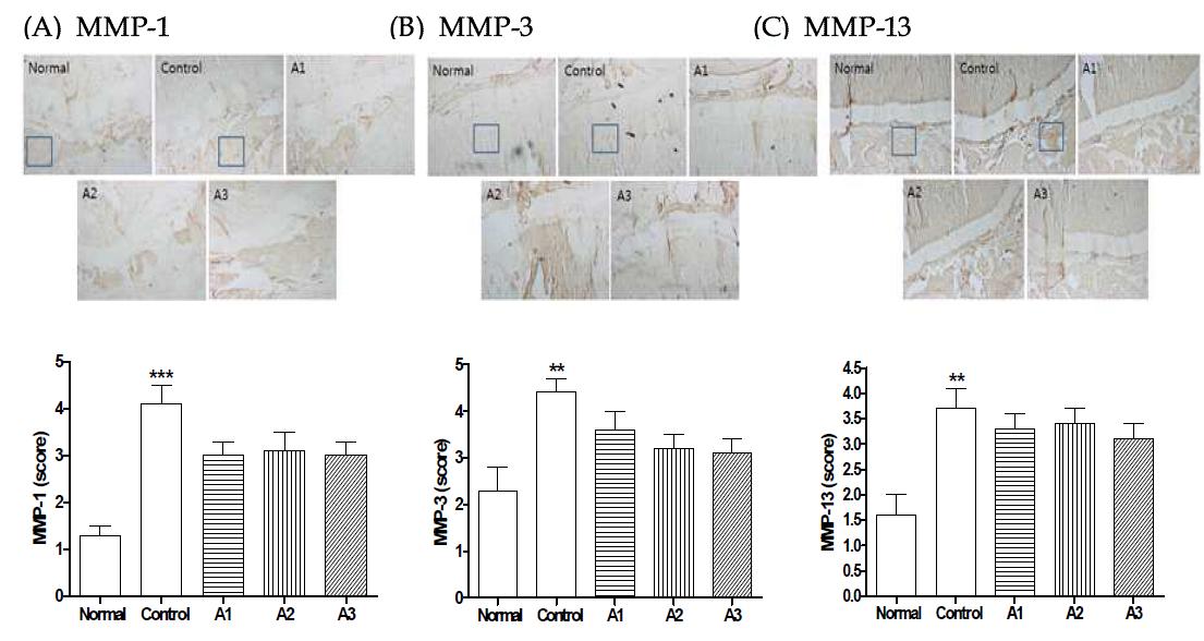 The expression of (A) MMP-1, (B) MMP-3, (C) MMP-13 in the articμlar cartilage from MIA-induced OA rat.