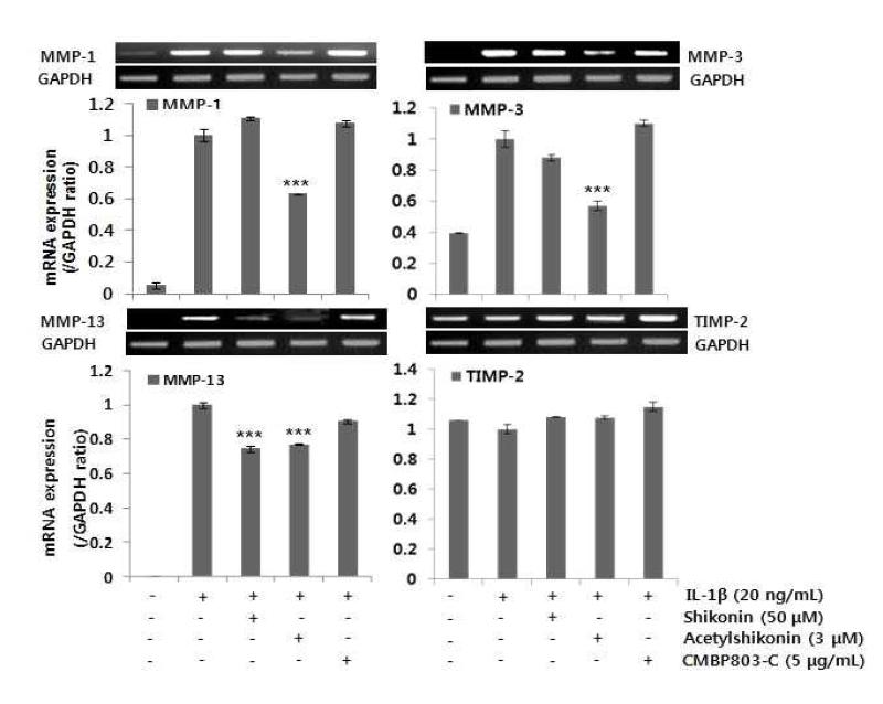 RT-PCR analysis of MMP-1, -3, -13 and TIMP-2 gene expression in IL-1β-induced SW1353 cells, treated with CMPB803-C, shikonin and acetylshikonin