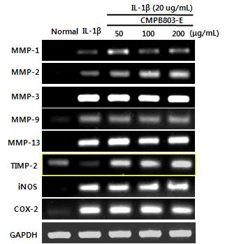 mRNA expression in IL-1β treated SW1353 cell treated with CMPB803-E