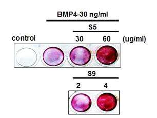 Effects of Lithospermum erythrorhizon S in osteoblast differentiation. For osteoblast differentiation, C2C12 myoblasts were treated with BMP4 (30 ng/ml) and then treated with S5 (30, 60 ㎍/ml), S9 (2, 4 ㎍/ml) for 14 days.
