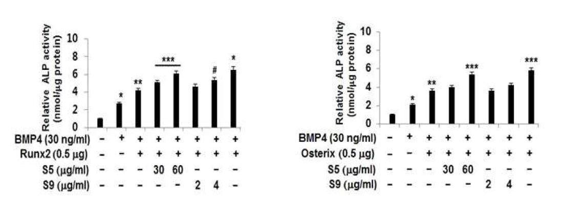 Effects of Lithospermum erythrorhizon S through the regulation of specific osteoblast transcription factor, Runx2 and Osterixin osteoblast differentiation. For osteoblast differentiation, C2C12 cells were treated with BMP4 (30 ng/ml) and were transfected with Runx2 (0.5 ㎍) or Osterix (0.5 ㎍).