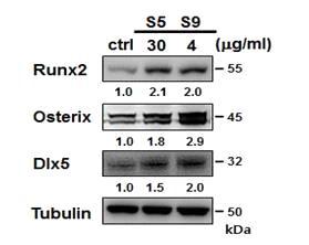 Effects of Lithospermum erythrorhizon S through the regulation of specific osteoblast transcription factors Runx2, Osterix, and Dlx5 protein levels in osteoblast differentiation.