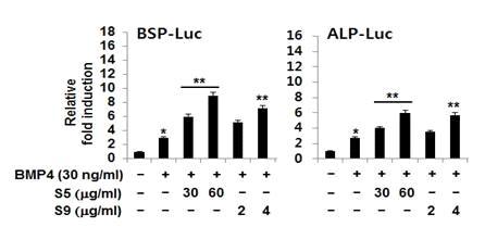 Effects of Lithospermum erythrorhizon S for transcriptional activities in osteoblast differentiation. C2C12 cells were transfected for pCMV-β-gal (0.05 μg), a luciferase reporter [BSP-Luc(left panel) or ALP-Luc (right panel)] (0.2 μg).