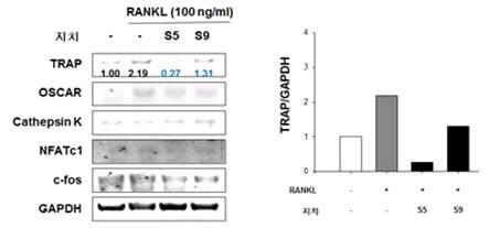 The effects of S5 and 9 on osteoclast differentiation in RAW264.7. RAW264.7 cells were treated with S5, 9, 14 in the presence of RANKL (100 ng/ml) for 72 h.