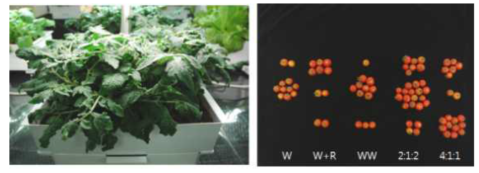 광질 조성에 따른 왜성방울토마토의 생육 및 수량