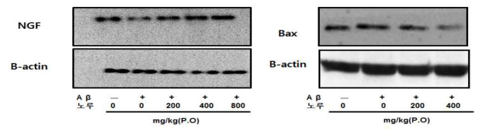 β-amyloid(1-42)로 유도된 인지기능 저하동물(C57bl/6)에서 노루궁뎅이버섯 추출물 투여를 통한 인지기능 개선 단백질 확인 실험(Western blot analysis).