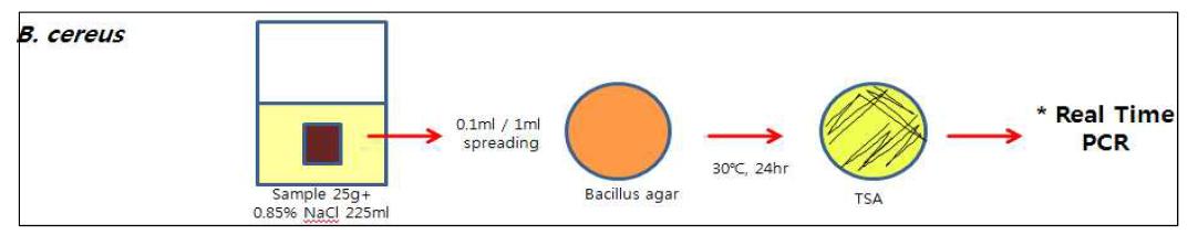 Qualitative analysis process of Bacillus cereus.