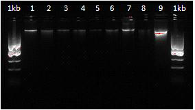 음극부 전극에서 genomic