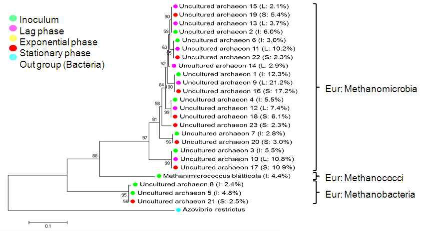 고세균(archaea) 구조분석 결과 sepiese 수순에서 우점종 (> 1%)을 이용한 계통도