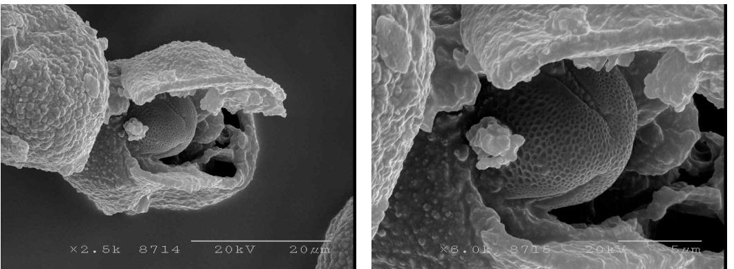 Internal morphology of acorn pollen.