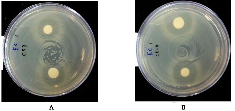 Inhibition zone of the pulverized oak pollen treated with cellulase on plate.A, Inhibition effect of pollen treated with 1.5% cellulase; B, Inhibition effect of pollen treated with 2.0% cellulase.