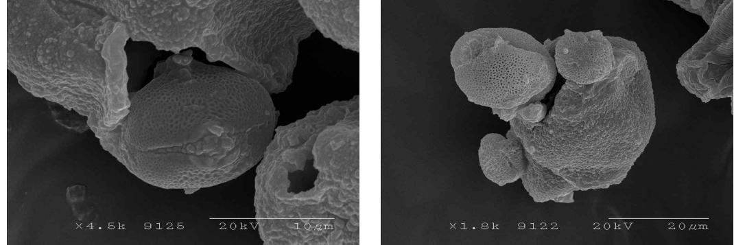 Germination of the lyophilized oak pollen treated with cellulase R-10.