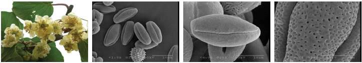 Characteristics of Darae(Siberian gooseberry) pollen.