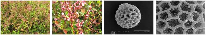 Characteristics of Persicaria tinctoria pollen.