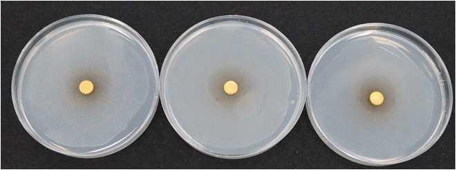 Acidovorax citrulli 균에 대한 항균 활성 확인