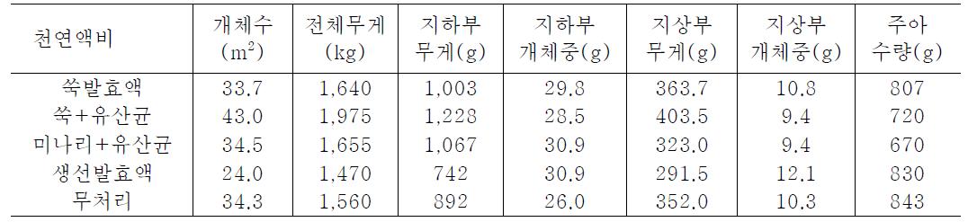 천연액비 처리시 마늘 생육