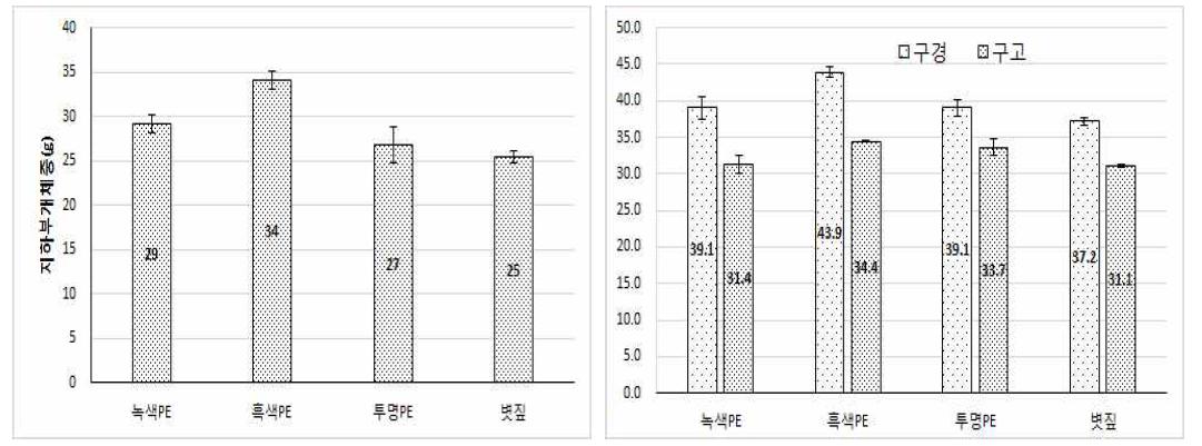 멀칭처리별 상품성 마늘 개체특성