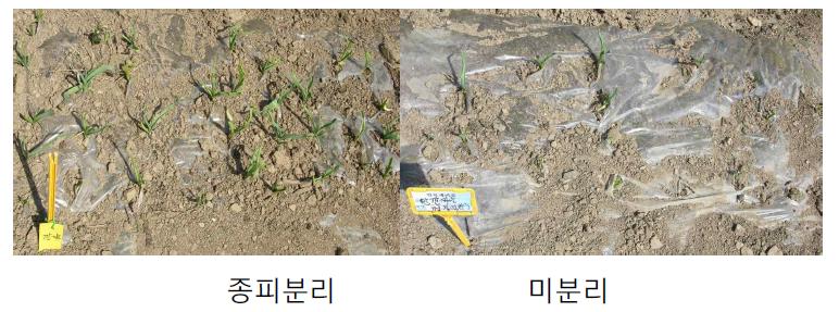 마늘종구 식재시 종피분리에 따른 입모상태