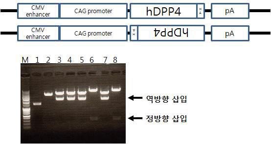 hDPP4 발현벡터 구축 모식도