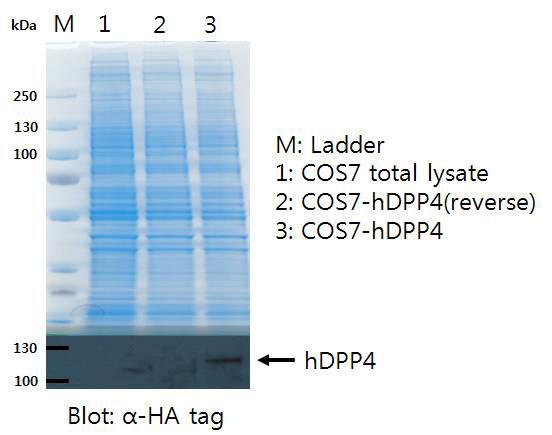 hDPP4발현벡터 세포내 발현확인