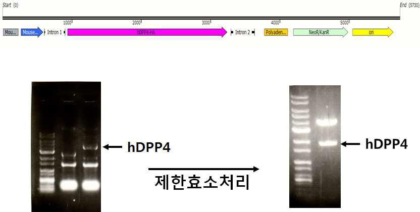 pLIVE벡터에 hDPP4유전자를 삽입하여 발현벡터를 구축