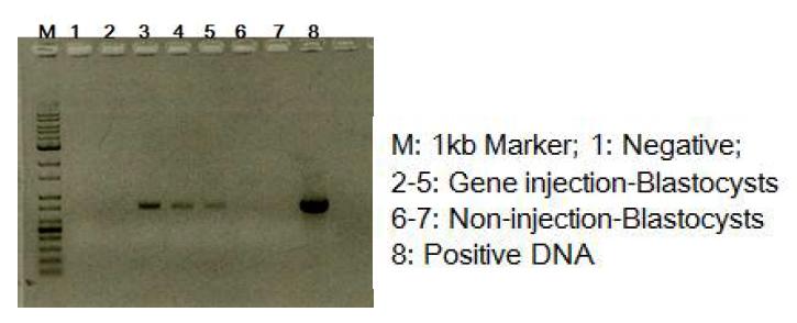 DPP-4 유전자 주입 후 수정란에서의 확인(PCR)