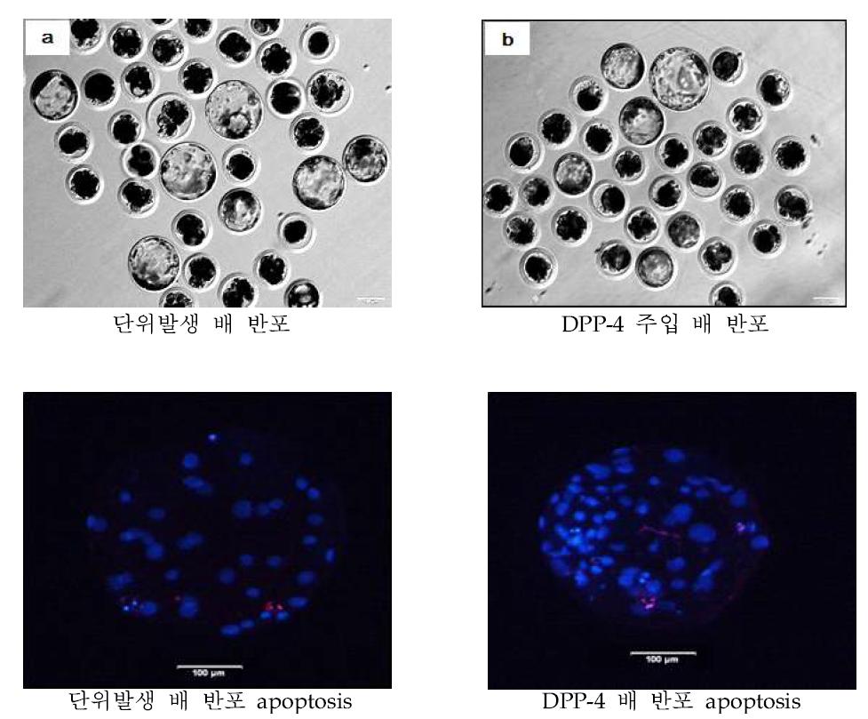 DPP-4 유전자 주입 후 배 반포 발달 및 apoptosis