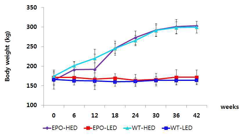 Body weight in porcine on low-energy diet (WT-LED, EPO-LED) and high-energy diet (WT-HED, EPO-HED)