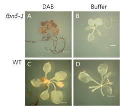 야생형과 fbn5-1 식물체에서 하이드로젠페록사이드(H2O2)의 함량을 측정함. 1% 수크로즈가 공급된 MS배지에서 3 주동안 키운 식물체를 DAB(3,3’-diaminobenxidine) 용액 또는 10mM Na2HPO4 용액으로 filtration하였다.