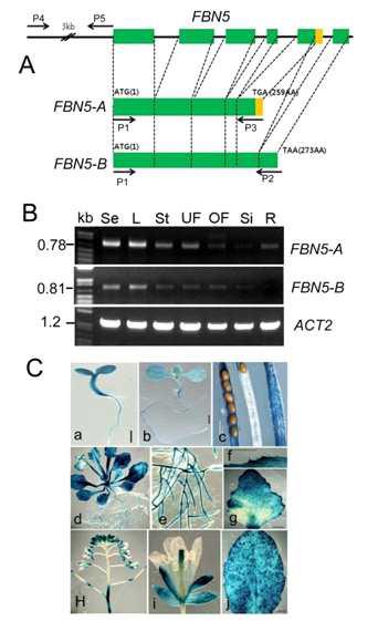FBN5 유전자 전사체 구조와 유전자 발현