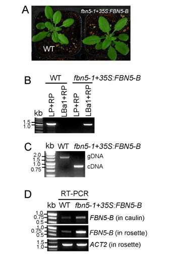 FBN5B cDNA는 fbn5-1 식물체의 치사 표현형을 상쇄한다.