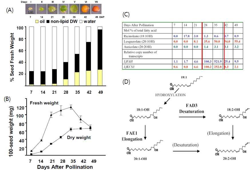 레스퀘렐라 종자 성숙단계에 따른 지방산 분석 (A) 종자성숙단계와 종자의 오일함량 변화분석 (B) 성숙단계에 따른 종자무게 분석 (C) 종자발달단계에 따른 하이드록시지방산 분석 및 관련유전자 발현분석 (D) 레스퀘렐라 종자에서의 하이드록시지방산 합성