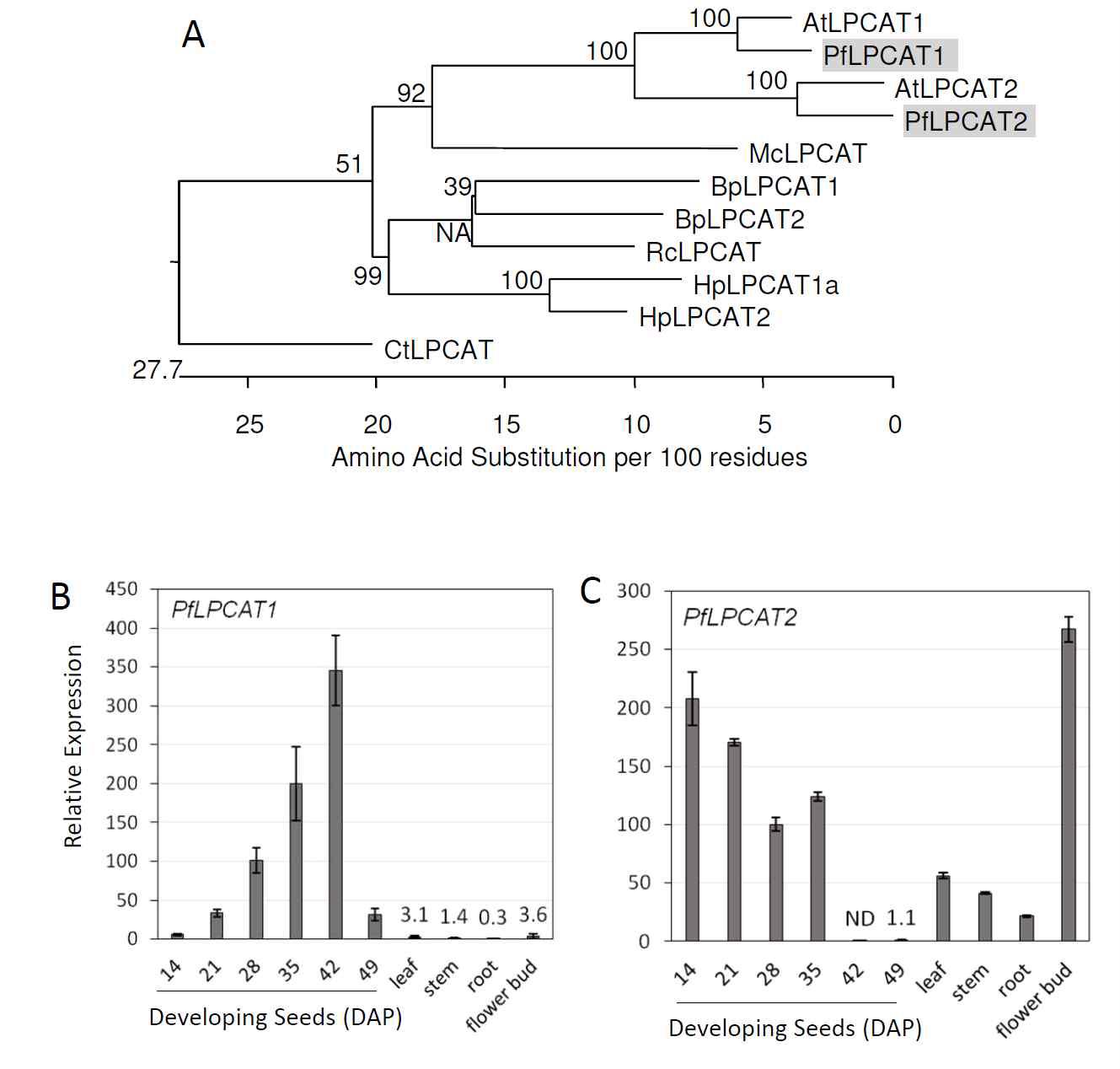 레스퀘렐라 PfLPCAT 유전자의 특성 (A) 다양한 식물과 레스퀘렐라 PfLPCAT1과 PfLPCAT2의 연관 tree 분석 (B-C) PfLPCAT1과 PfLPCAT2 유전자의 조직별 발현분석