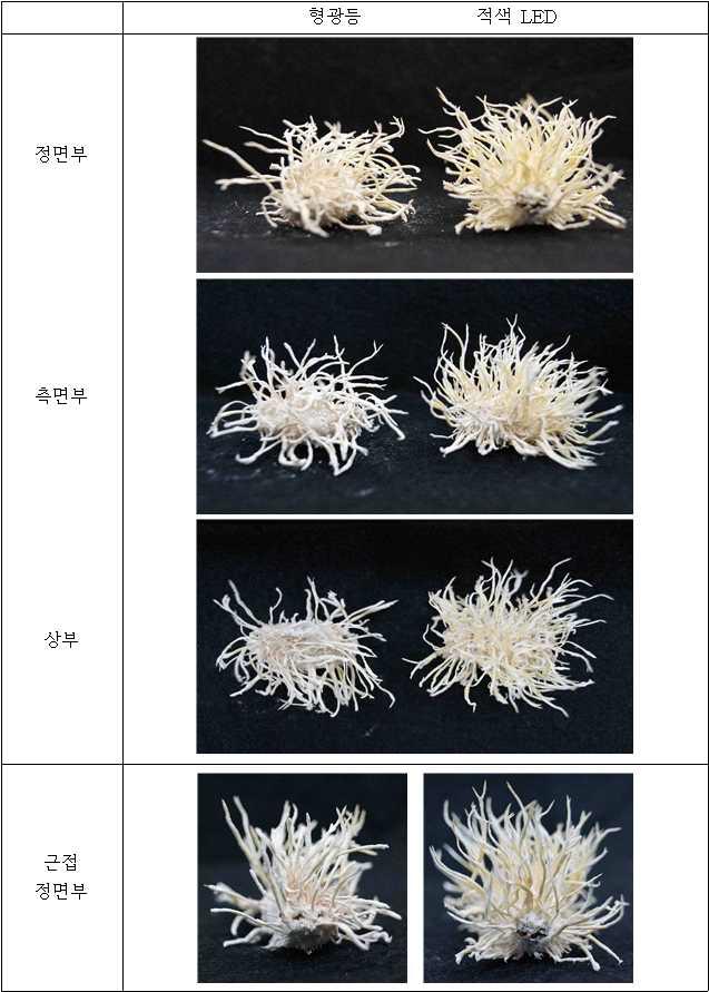 광 종류에 따른 P. tenuipes의 형태적 특성 변화