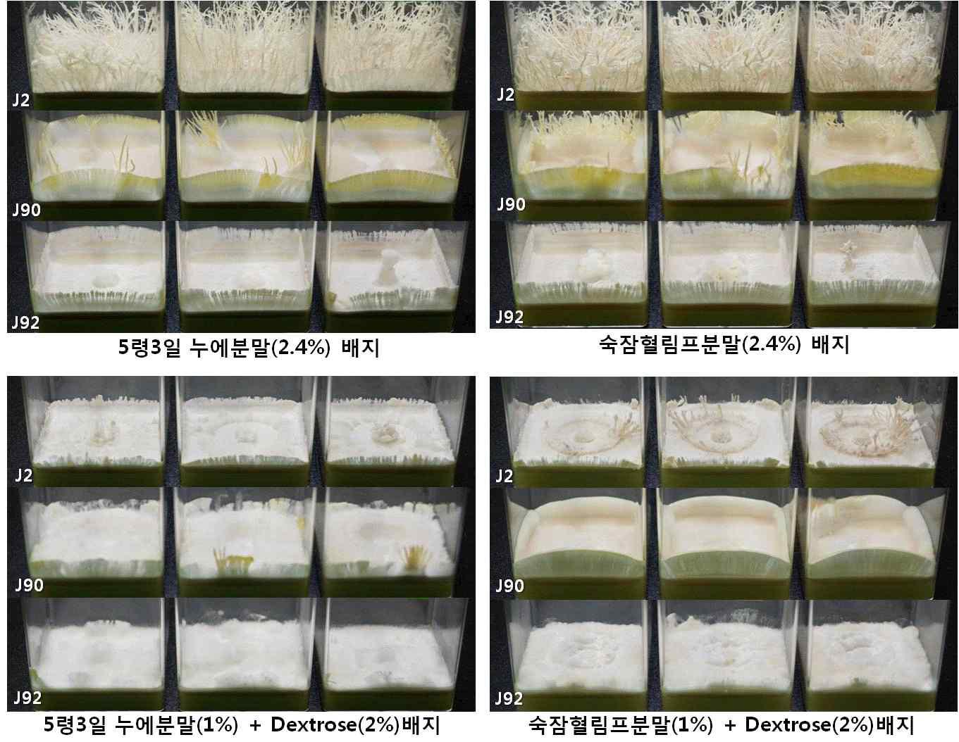배지조성에 따른 누에동충하초 strain별 synnema 생성 특성