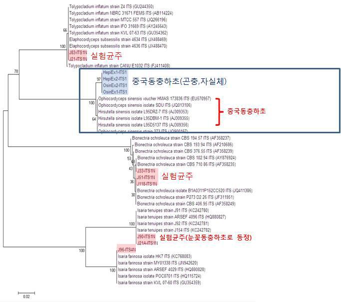 6개 strain의 ITS 염기서열과 BLAST 분석을 수행하여 가장 높은 상동성을 보이는 GenBank의 reference 염기서열을 바탕으로 MEGA 프로그램을 사용한 Meximum Linklihood Neighbor-Joining Tree 분석