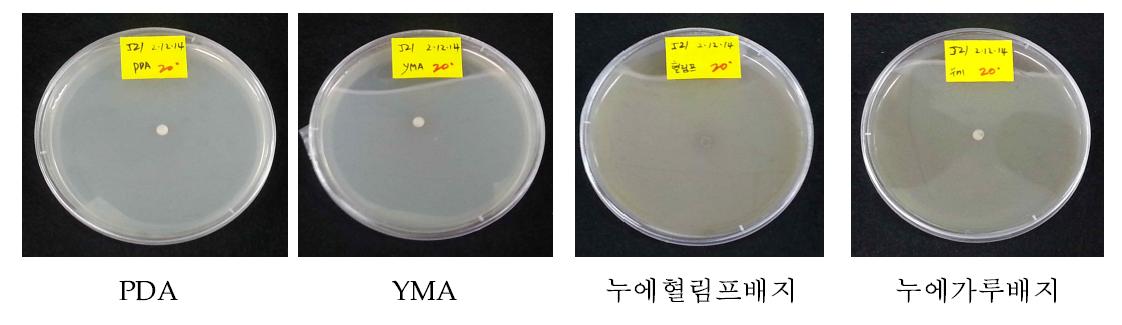 C.sinensis 생산을 위한 접종 배지 및 우수균주(J21)접종