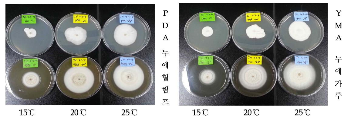 C.sinensis J21온도에 따른 생장관찰 (2차계대)