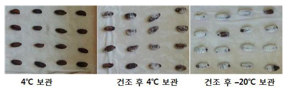 보관온도에 따른 동충하초 균사체 형성 (60일보관)