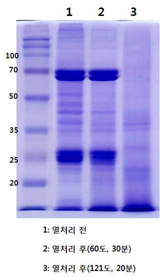 숙잠유래 혈림프 대량 정제단백질의 SDS-PAGE