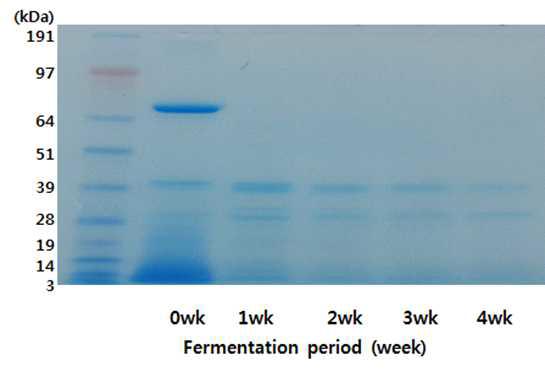 Bacillus liquefacience M27 발효기간별 발효액의 SDS-PAGE.