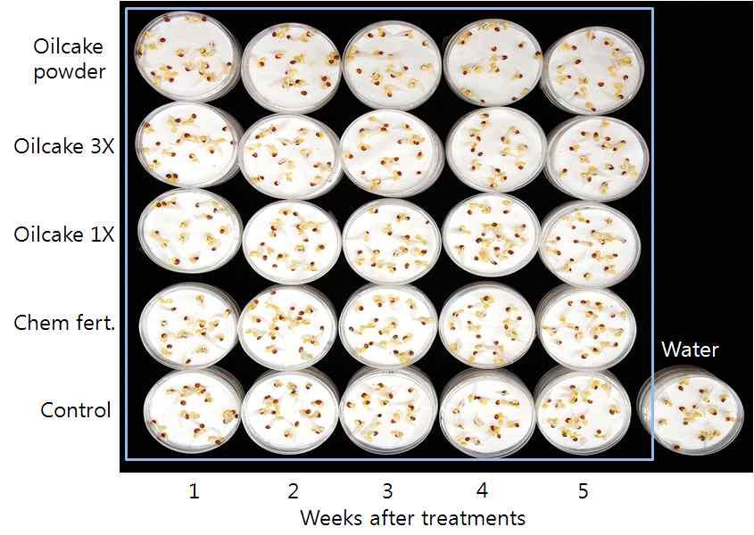토양 추출물에 의한 종자발아 시험결과